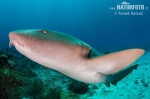 Nurse shark