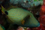 Orange-lined triggerfish