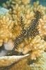 Ornate Ghost Pipefish