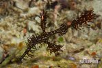 Ornate Ghost Pipefish