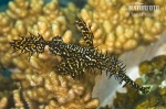 Ornate Ghost Pipefish