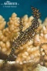 Ornate Ghost Pipefish