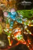 Peacock mantis shrimp