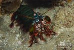 Peacock mantis shrimp