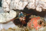 Peacock mantis shrimp