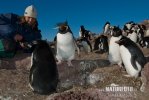 Pingüí salta-roques