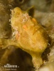 Poisson-grenouille peint
