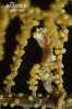 Pygmy seahorse