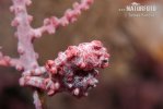 Pygmy seahorse