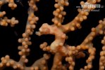 Pygmy seahorse