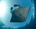 Reef manta ray