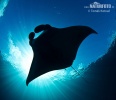 Reef manta ray