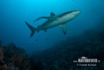 Requin des Galapagos