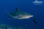 Requin pointe blanche