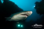 Requin-taureau