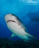 Requin-tigre