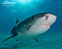 Requin-tigre