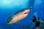 Requin-tigre