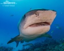 Requin-tigre