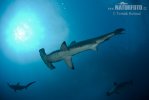 Scalloped Hammerhead