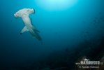 Scalloped Hammerhead