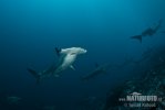 Scalloped Hammerhead