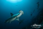 Scalloped Hammerhead