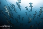 Scalloped Hammerhead