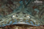 Shovelnose Ray