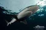 Silky shark