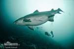 Smalltooth Sandtiger Shark