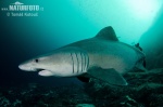 Smalltooth Sandtiger Shark