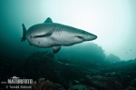Smalltooth Sandtiger Shark
