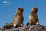 South American Sea Lion