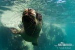 South American Sea Lion