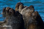 South American Sea Lion