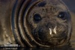 Southern Elephant Seal