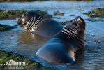 Southern Elephant Seal