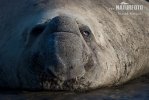 Southern Elephant Seal