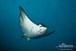 Spotted Eagle Ray