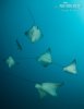 Spotted Eagle Ray