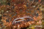 Tassled Scorpionfish