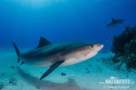 Tiger Shark