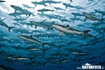 Tubarão-luzidio ou tubarão-seda
