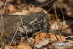 Varanus komodoensis