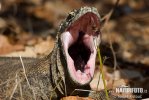 Varanus komodoensis