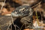 Varanus komodoensis