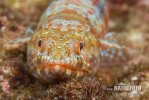 Variegated Lizardfish