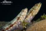 Variegated Lizardfish