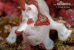 Warty Frogfish